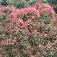 Syzygium cylindricum (Wight) Alston